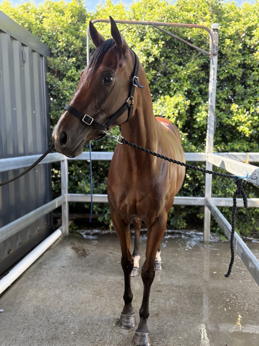 The Royal Palm Equine | 2450 Beaudesert Nerang Rd, Canungra QLD 4275, Australia | Phone: 0466 688 934