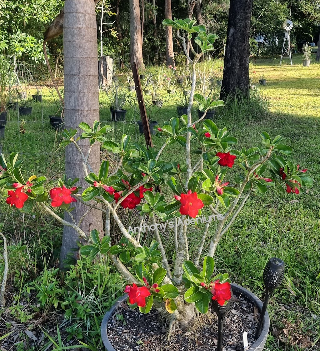 Anthonys Adeniums | 23 Ellerbeck Rd, Cardwell QLD 4849, Australia | Phone: 0417 622 848