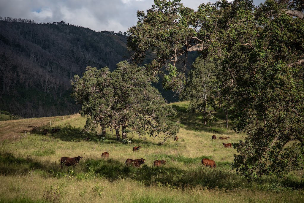 Anvil Creek Santa Gertrudis Stud | 7365 Oxley Hwy, Mount Seaview NSW 2446, Australia | Phone: 0474 125 977