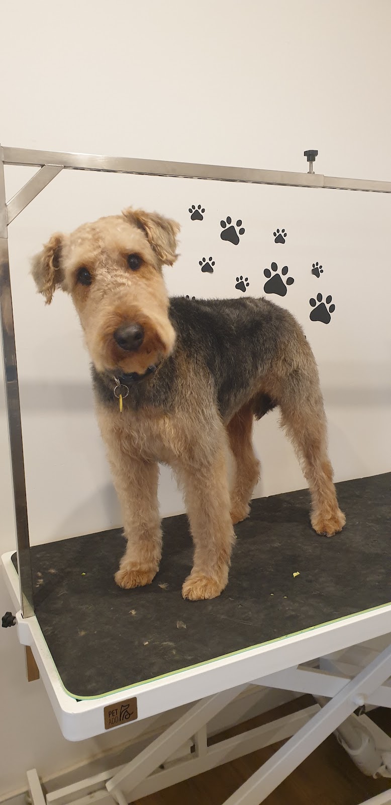 Tidy Tails | 21 Tinsmith Dr, Kyneton VIC 3444, Australia | Phone: 0408 878 339