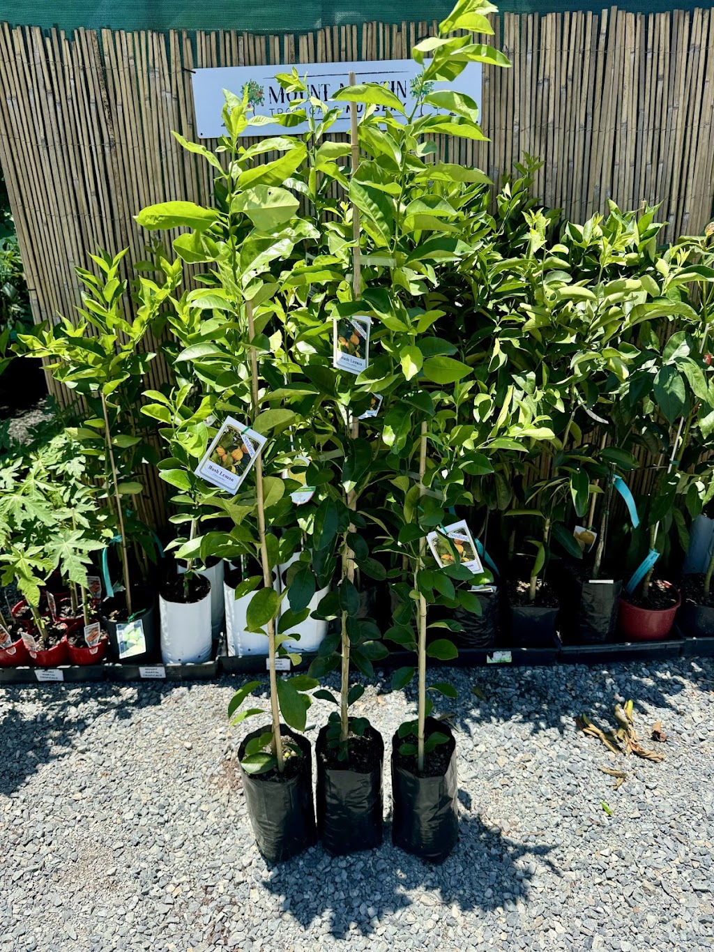 Mount Martin Tropicals | 1086 Mount Martin Loop Rd, Mount Martin QLD 4754, Australia | Phone: 0435 905 409