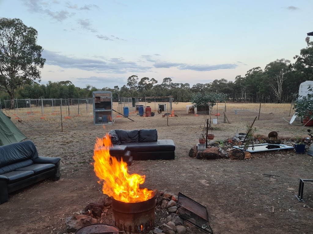 Trevs Farm | 205 Mount View Rd, Goldsborough VIC 3472, Australia | Phone: 0418 566 295