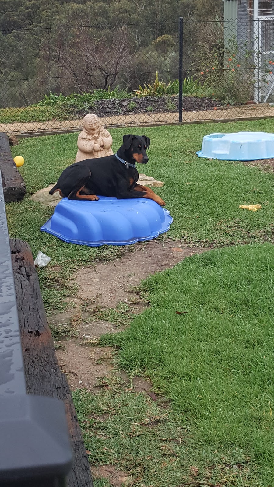 The Pet Academy | 9 Caladenia Cl, Elanora Heigh NSW 2101, Australia | Phone: 0422 816 189