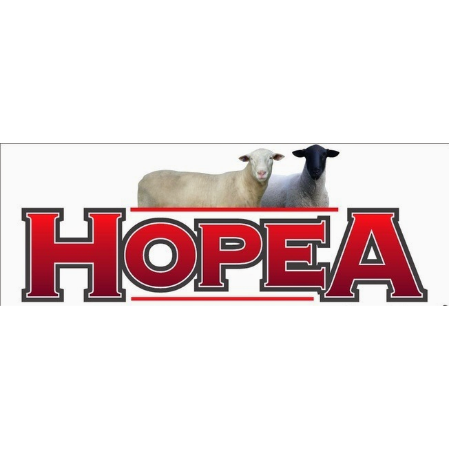 Hopea Suffolk and White Suffolk studs | 5862 Western Hwy, Dadswells Bridge VIC 3385, Australia | Phone: (03) 5359 5369