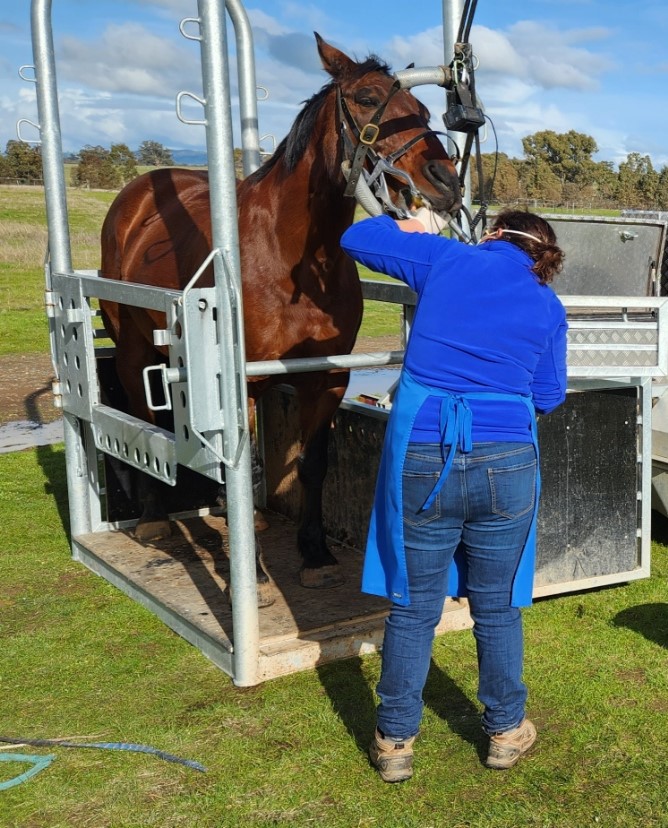 Murray Valley Equine Dental Vet | 22 Tinklers Rd, Picola VIC 3639, Australia | Phone: 0408 237 581