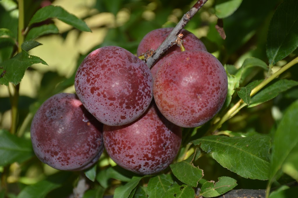 Tallegalla Fruit Trees |  | 19 Cochranes Rd, Tallegalla QLD 4340, Australia | 0754644032 OR +61 7 5464 4032