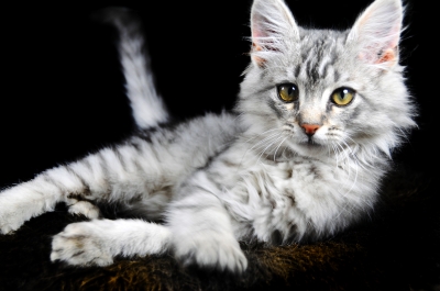 Cat Companion | 18 Binaville Ave, Burraneer NSW 2230, Australia | Phone: 0421 088 150