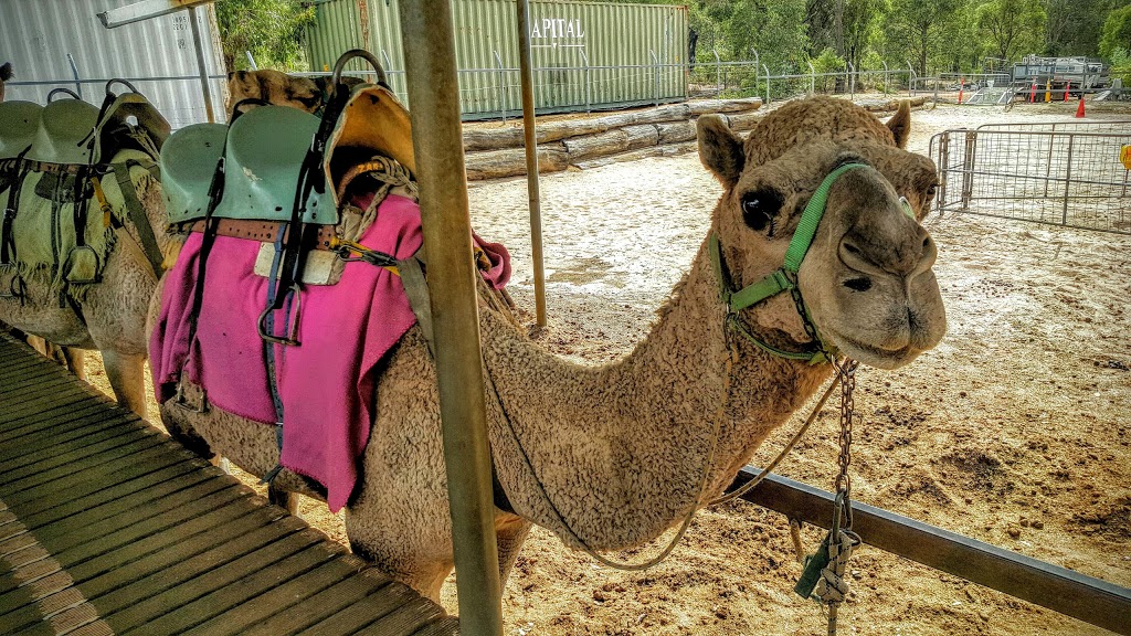 Calamunnda Camel Farm | 361 Paulls Valley Rd, Paulls Valley WA 6076, Australia | Phone: (08) 9293 1156