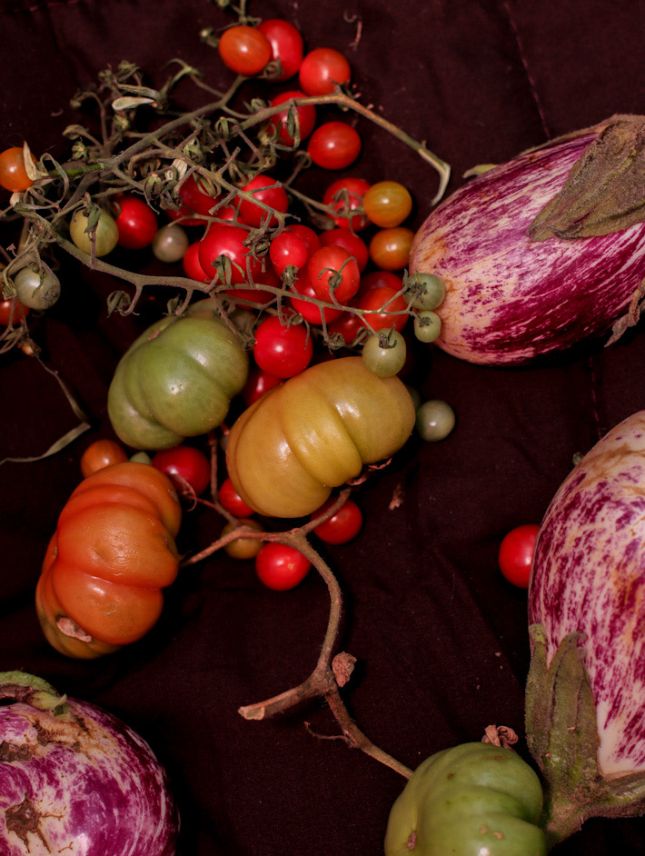 Artist Samida Sargeant MD | 3 Yara St, Russell Island QLD 4184, Australia | Phone: 0423 686 872