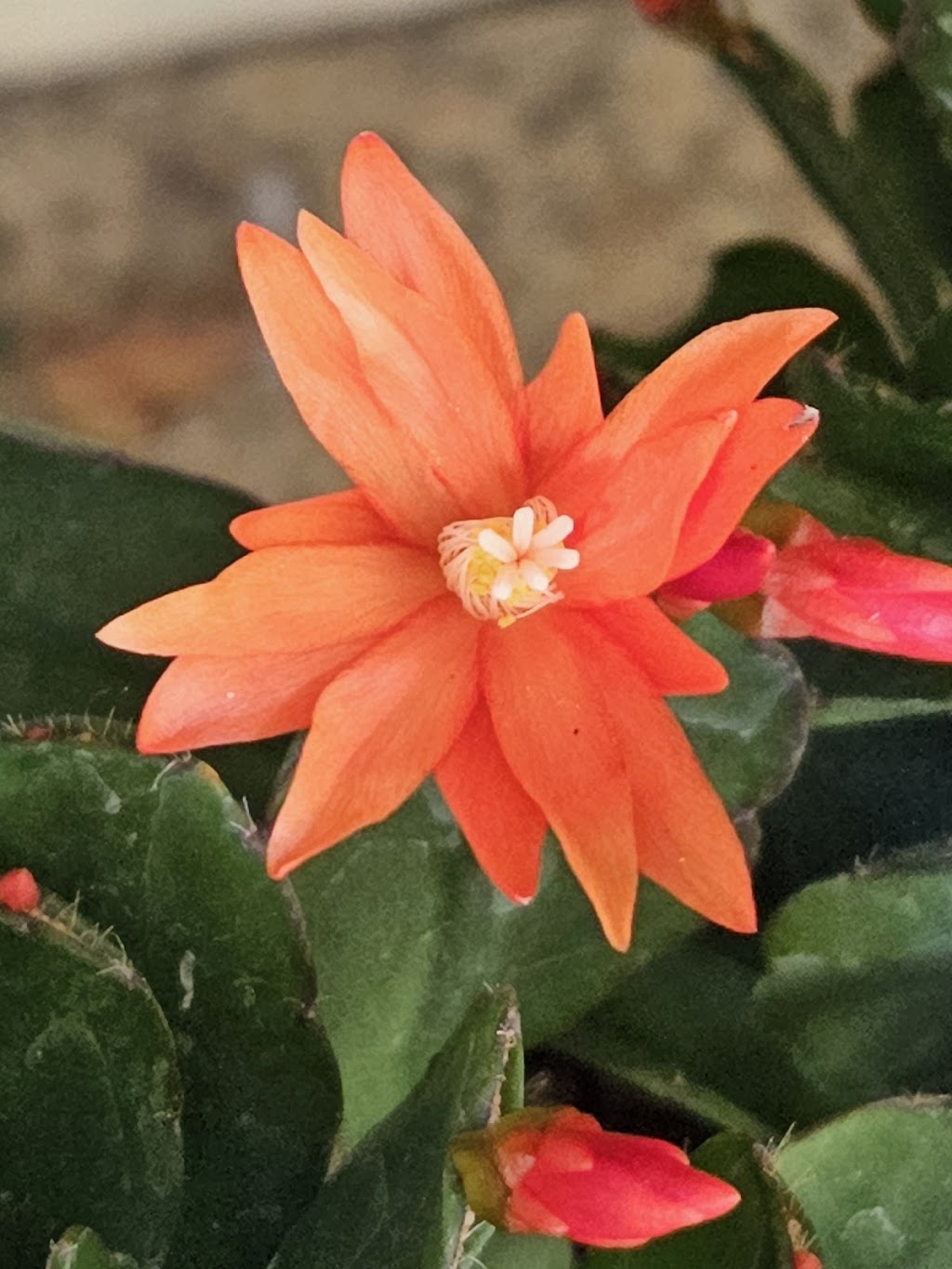 Schlumbergera Queensland | 35 Attewood Ave, Berrinba QLD 4117, Australia | Phone: 0407 432 368