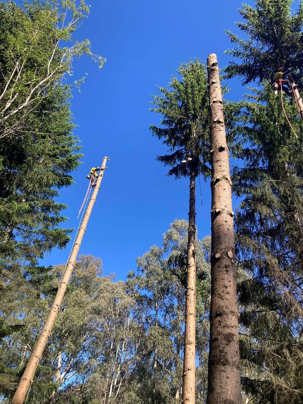 High Country Tree Services | 2205 Beechworth-Wodonga Rd, Leneva VIC 3691, Australia | Phone: 0438 751 932