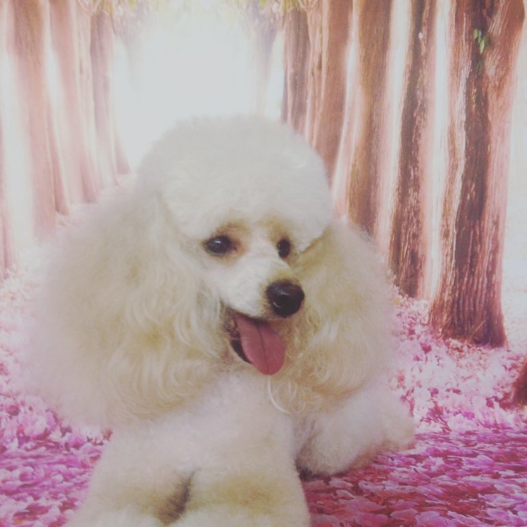 The Pink Poodle Dog Grooming | 13 Barlyn Rd, Mount Waverley VIC 3149, Australia | Phone: 0405 412 941