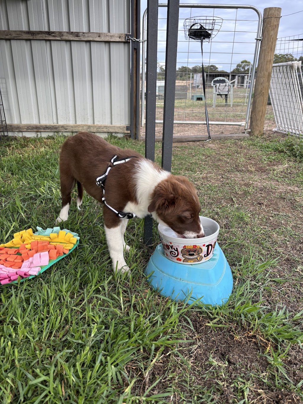 Pawspectives | 302 High St, Nagambie VIC 3608, Australia | Phone: 0481 336 642