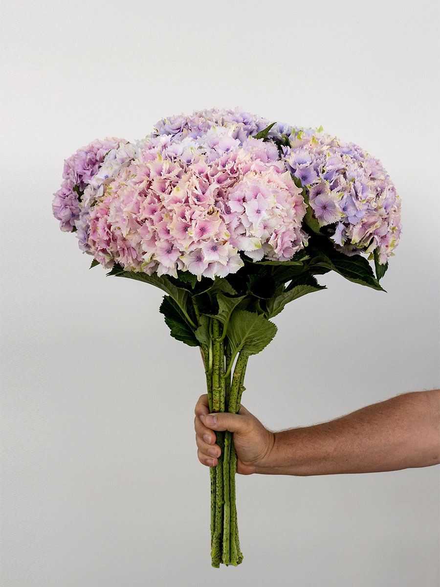 Sunflora Group Pty Ltd | 378 Church Rd, The Summit QLD 4377, Australia | Phone: 0459 672 333