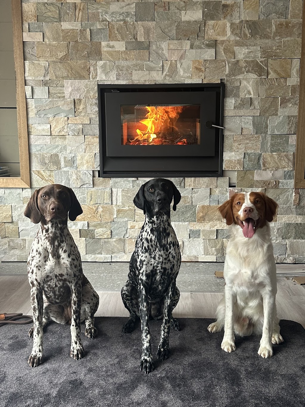 Noble Kennels | 31 Wangi Rd, Fassifern NSW 2283, Australia | Phone: 0426 815 246
