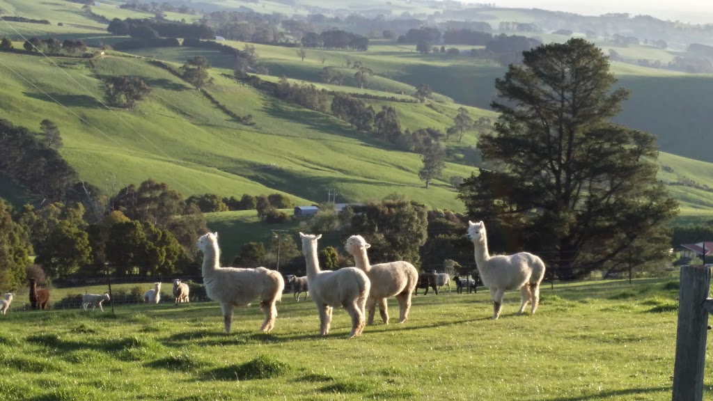 Alternative View Alpacas | 65 Pines Rd, Mirboo North VIC 3871, Australia | Phone: 0427 201 192