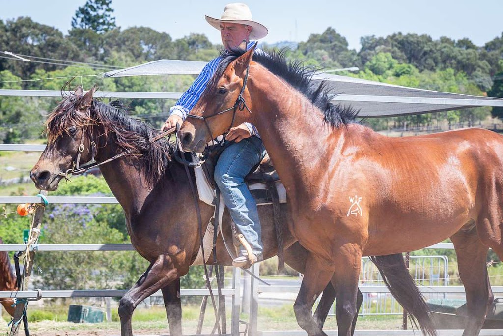 John Payne Equine | 2210 Warrego Hwy, Haigslea QLD 4306, Australia | Phone: 0409 892 997