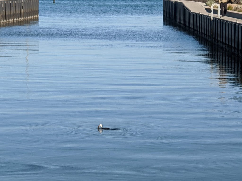 Mordialloc Sailing Club | 12 Bowman St, Aspendale VIC 3195, Australia | Phone: (03) 9580 8816