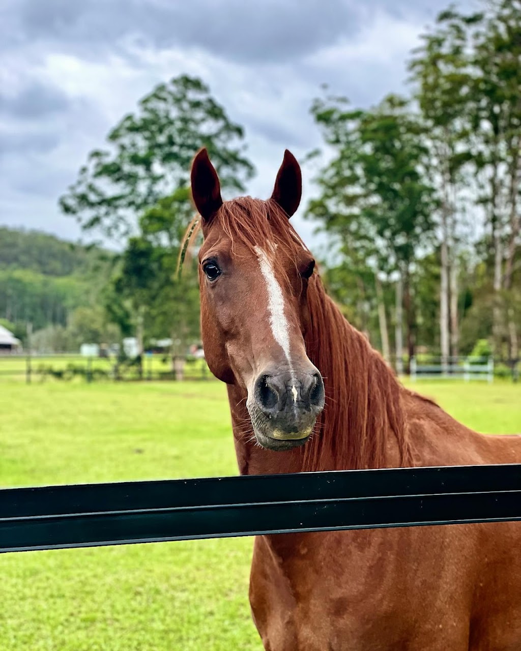 Watagan Australia Agistment & Spelling | 43 Watagan Rd, Martinsville NSW 2265, Australia | Phone: 0450 221 294