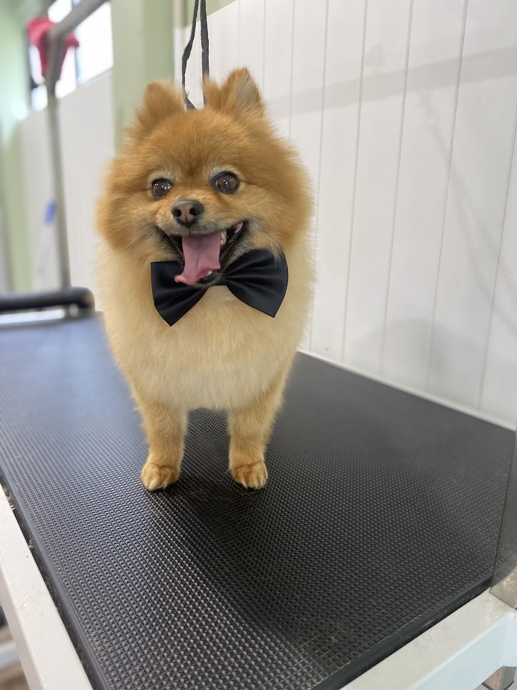 Suds N Pups | 10 Everett Pl, Annangrove NSW 2156, Australia | Phone: 0494 034 828