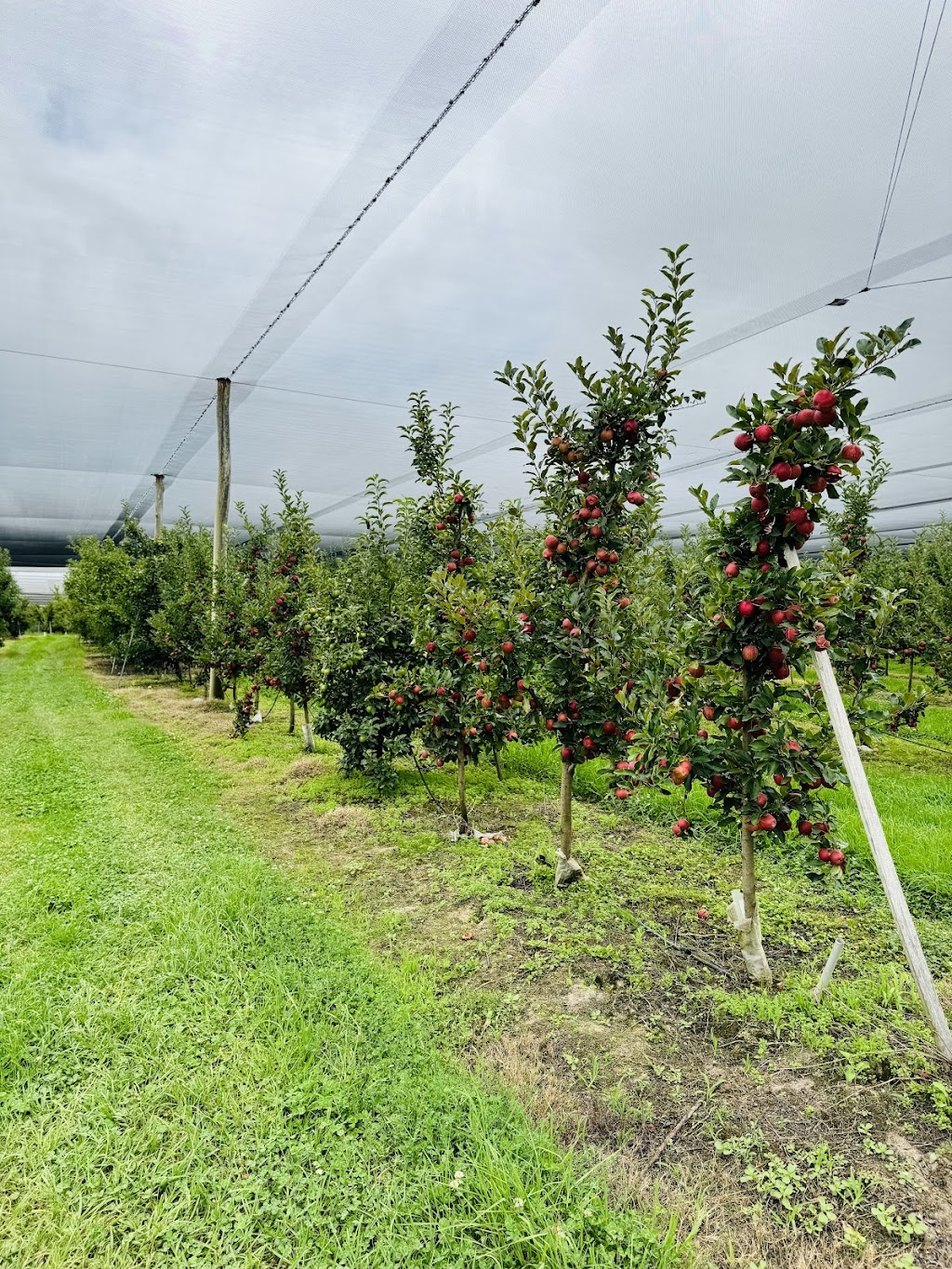 Cocos Orchard | 25742 New England Hwy, Applethorpe QLD 4378, Australia | Phone: 0438 812 078