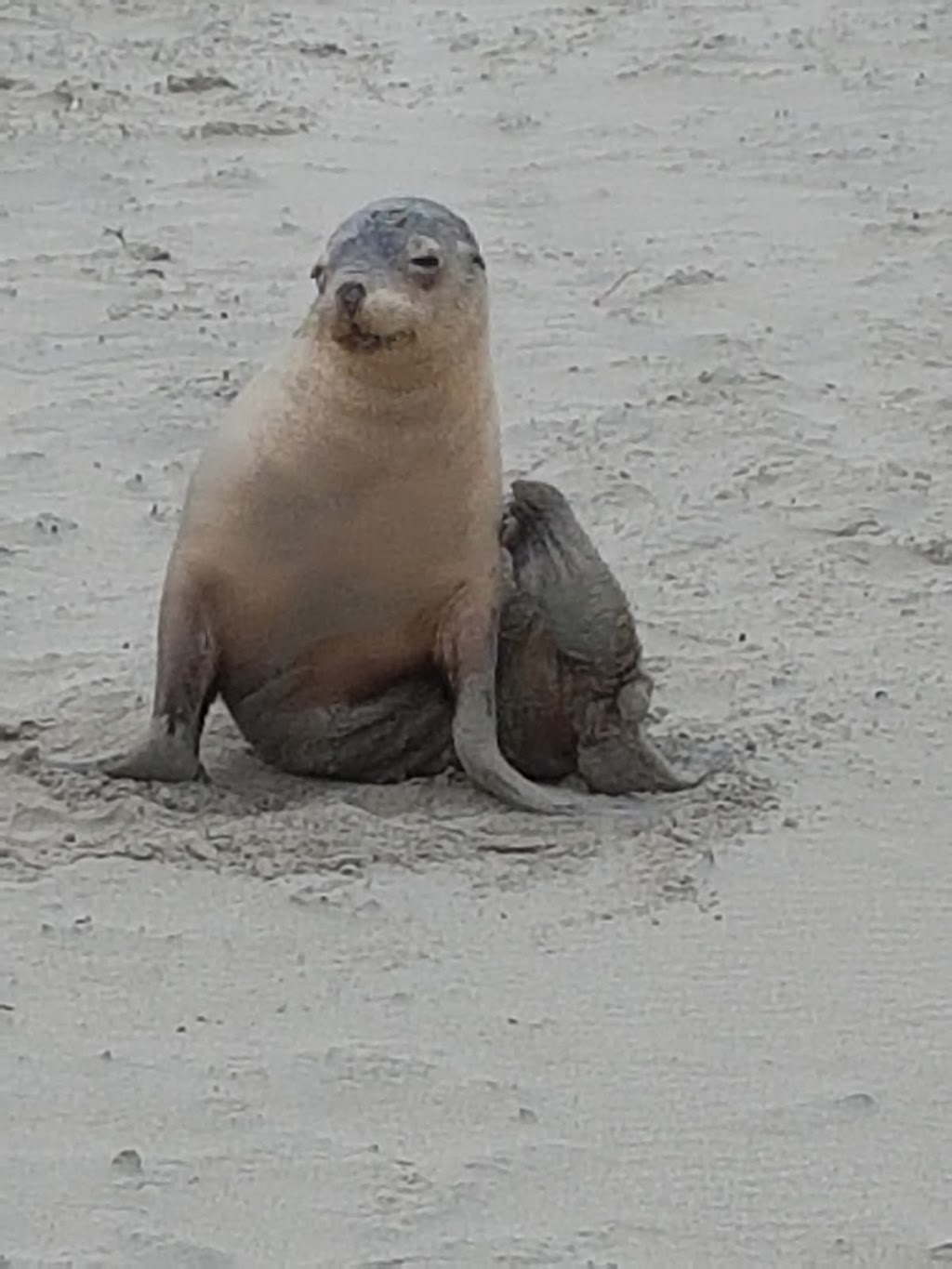 Seal Bay Conservation Park | Seal Bay Rd, Seal Bay SA 5221, Australia | Phone: (08) 8553 4463