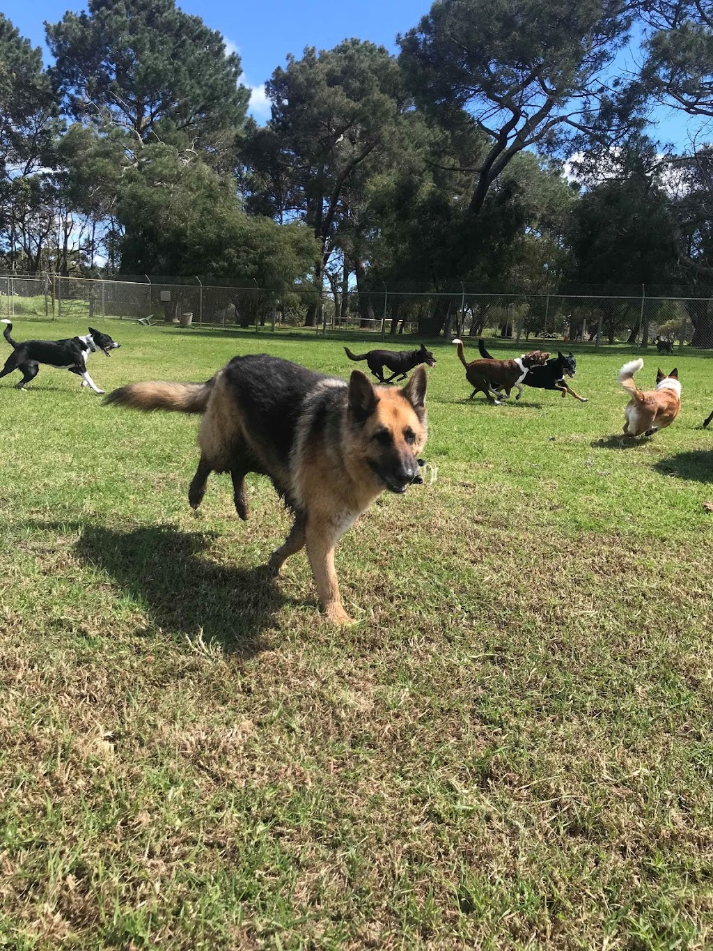 Marlee Country Kennels | 4814 Jalbarragup Rd, Kalgup WA 6280, Australia | Phone: (08) 9753 1351