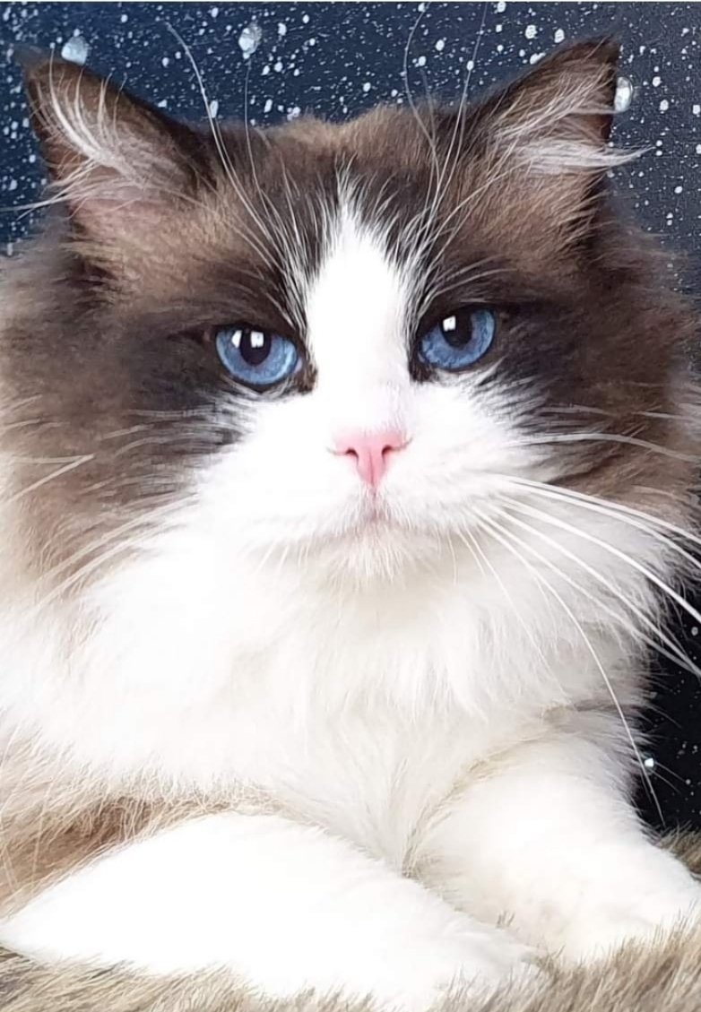 Mountain Hollow Ragdolls Registered Cats and Kittens | veterinary care | Esroy Service Station, 3529 Great Western Hwy, Yetholme NSW 2795, Australia | 0419463219 OR +61 419 463 219