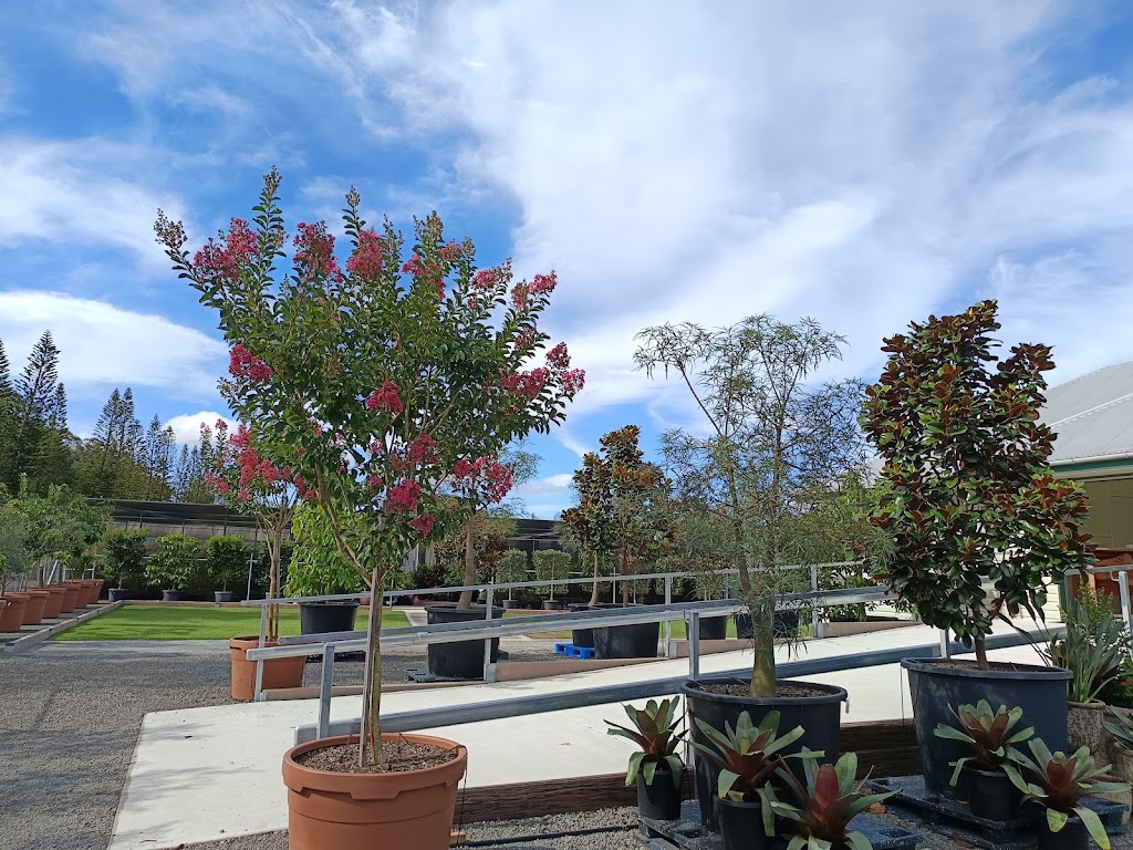 Rutters Road Nursery -Wholesale Only | 196 Rutters Rd, Elimbah QLD 4516, Australia | Phone: 0416 122 857