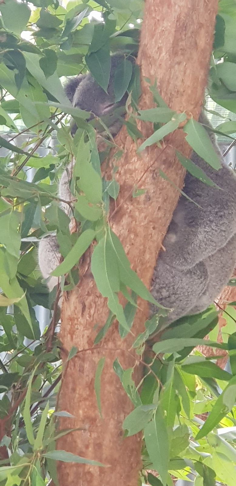 Jean Shaw Koala Reserve | park | Myall St, Hawks Nest NSW 2324, Australia | 0249970878 OR +61 2 4997 0878