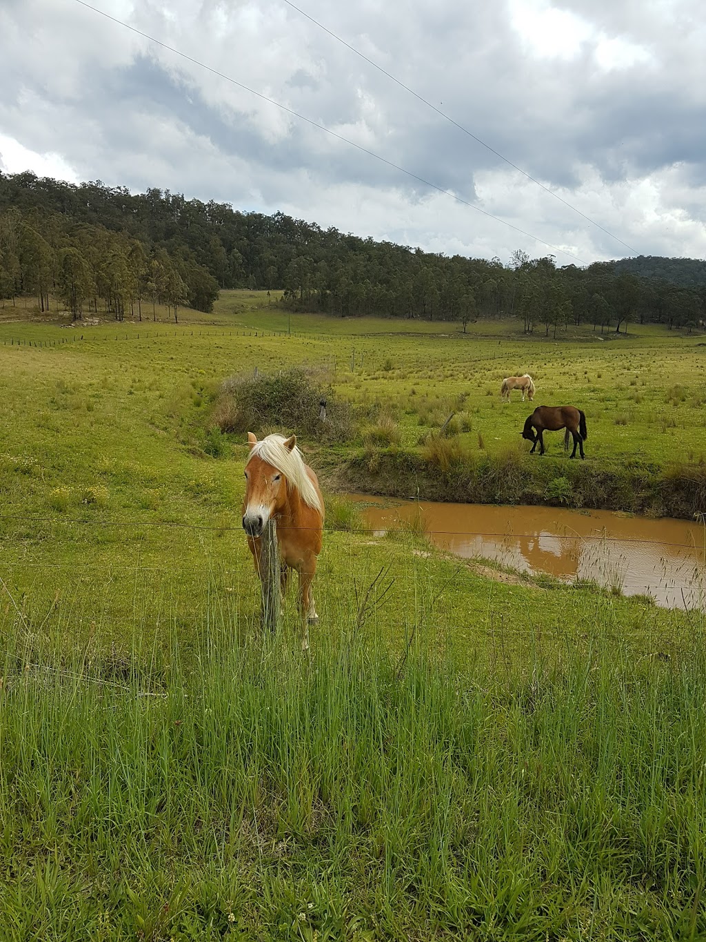 Tourist Drive 33 | 2886 Wollombi Rd, Wollombi NSW 2325, Australia | Phone: (02) 6948 6837