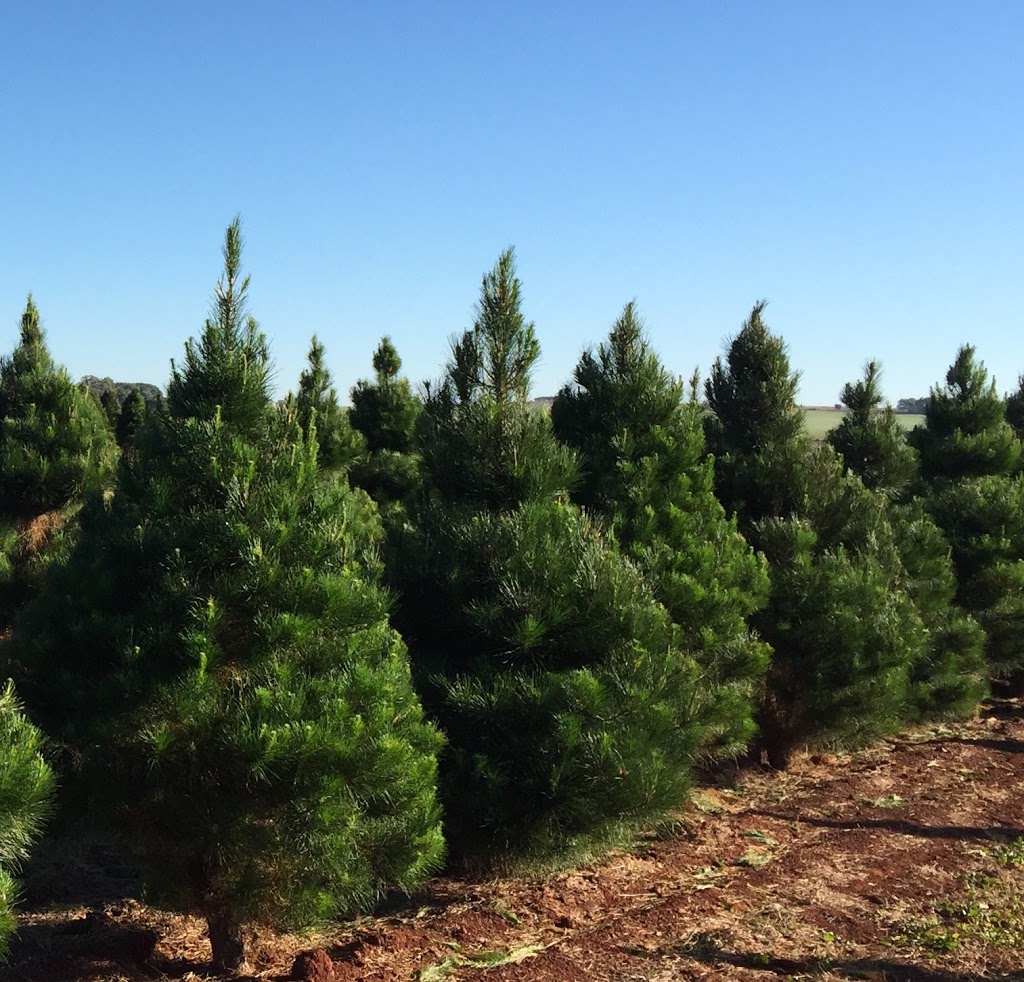Chrissy Trees 4 U |  | 328 Reedy Creek Rd, Benair QLD 4610, Australia | 0741643161 OR +61 7 4164 3161