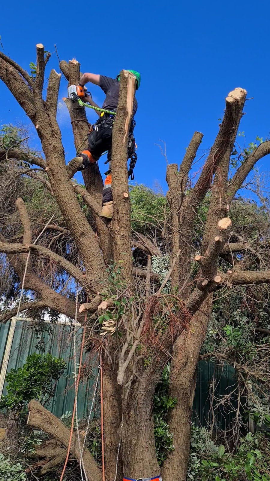 Pink Lake Tree Works | 804 Eleven Mile Beach Rd, Pink Lake WA 6450, Australia | Phone: 0400 660 141