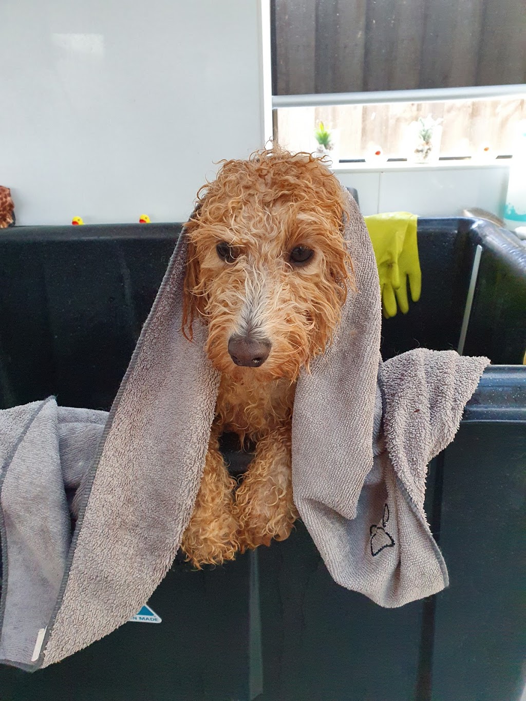 Mollys Paws Deluxe Dog Grooming | Raymond Ave, Langwarrin VIC 3910, Australia | Phone: 0450 730 424