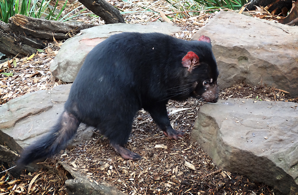 Bonorong Wildlife Sanctuary | zoo | 593 Briggs Rd, Brighton TAS 7030, Australia | 0362681184 OR +61 3 6268 1184