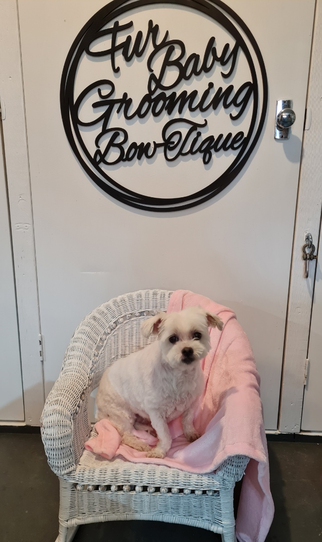 Fur Baby Grooming Bow-Tique |  | 56 Rondanella Dr, Kanahooka NSW 2530, Australia | 0493139583 OR +61 493 139 583