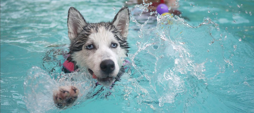 K9 Swim Hydrotherapy & Wellness Centre | Hydrotherapy Centre, 853 Kurmond Rd, North Richmond NSW 2754, Australia | Phone: 1300 787 064