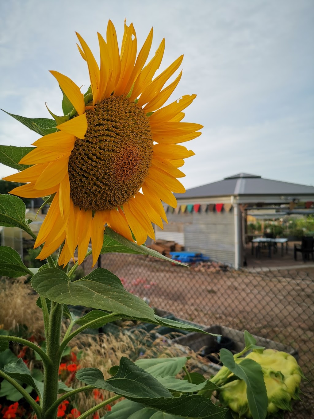 Joy of the Earth Community Garden | park | Joy St, Frankston VIC 3199, Australia | 0397835229 OR +61 3 9783 5229