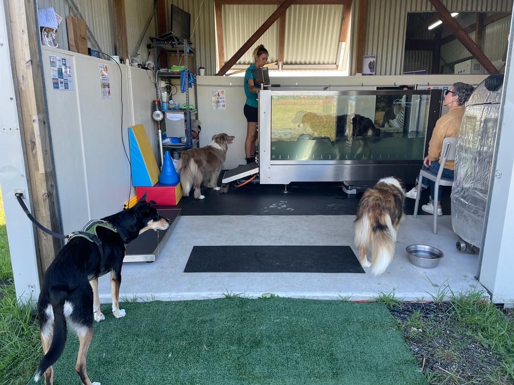 Kylies K9 Hydrotherapy | 25 Alkoomie Pl, Wilton NSW 2571, Australia | Phone: 0419 666 673