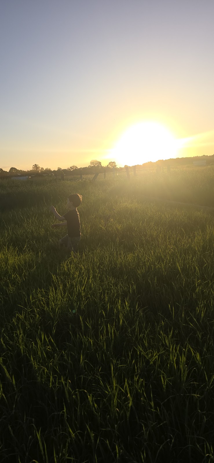 Dragon Fields Farm | Schulz Rd, Prenzlau QLD 4311, Australia | Phone: 0493 766 797