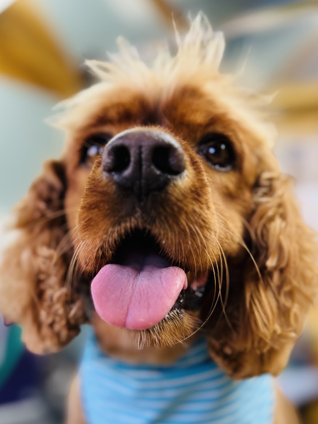 Shampooches Pet Grooming Salon | 3546 Mount Mee Rd, King Scrub, Dayboro QLD 4521, Australia | Phone: 0407 303 359