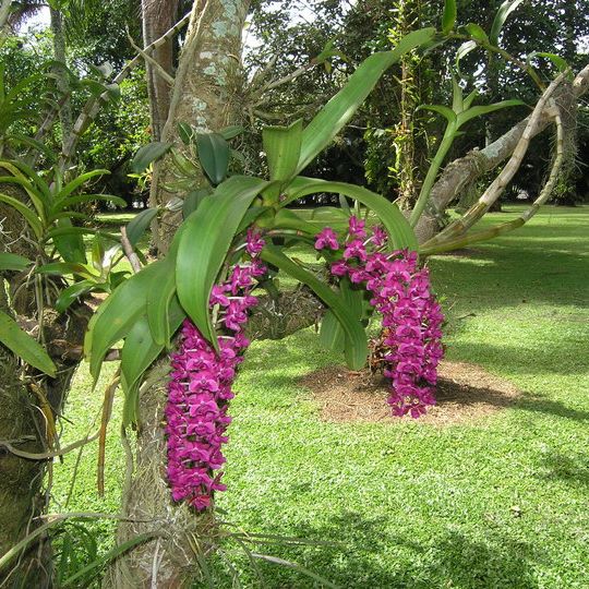 Orchids North |  | 1-3 Grey St, Gordonvale QLD 4865, Australia | 0740562357 OR +61 7 4056 2357