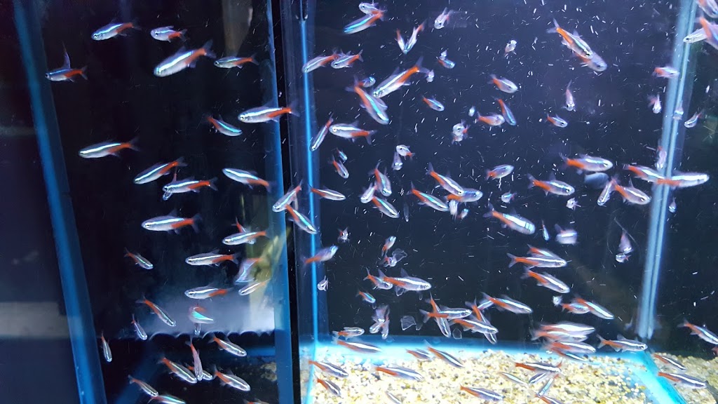 Aquarium Fish Paradise | pet store | 466 Payneham Rd, Glynde SA 5070, Australia | 0883365062 OR +61 8 8336 5062