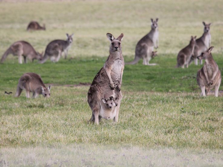 Woodlands Trail Riding (Riding Location) | Somerton Rd, Greenvale VIC 3059, Australia | Phone: 1300 966 352