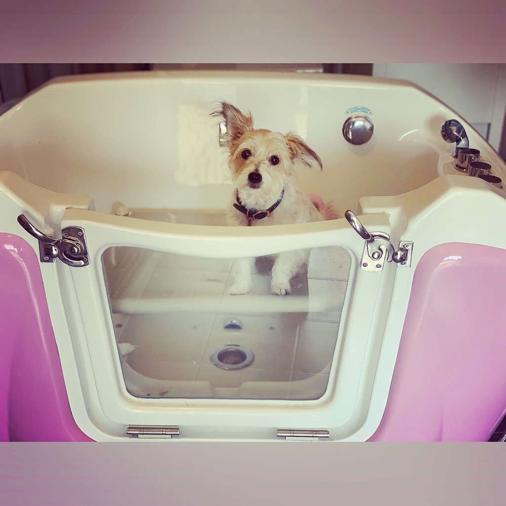Classy K9s Boutique Spa | 29 Yeates St, Moranbah QLD 4744, Australia | Phone: 0431 253 757
