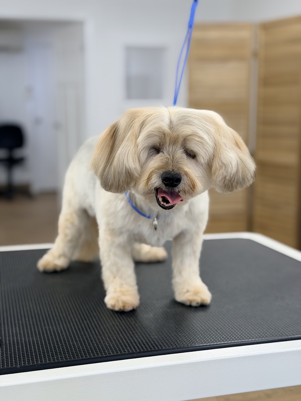 Fetch & Co Dog Grooming Salon | 10 Sara St, Toronto NSW 2283, Australia | Phone: 0419 598 509