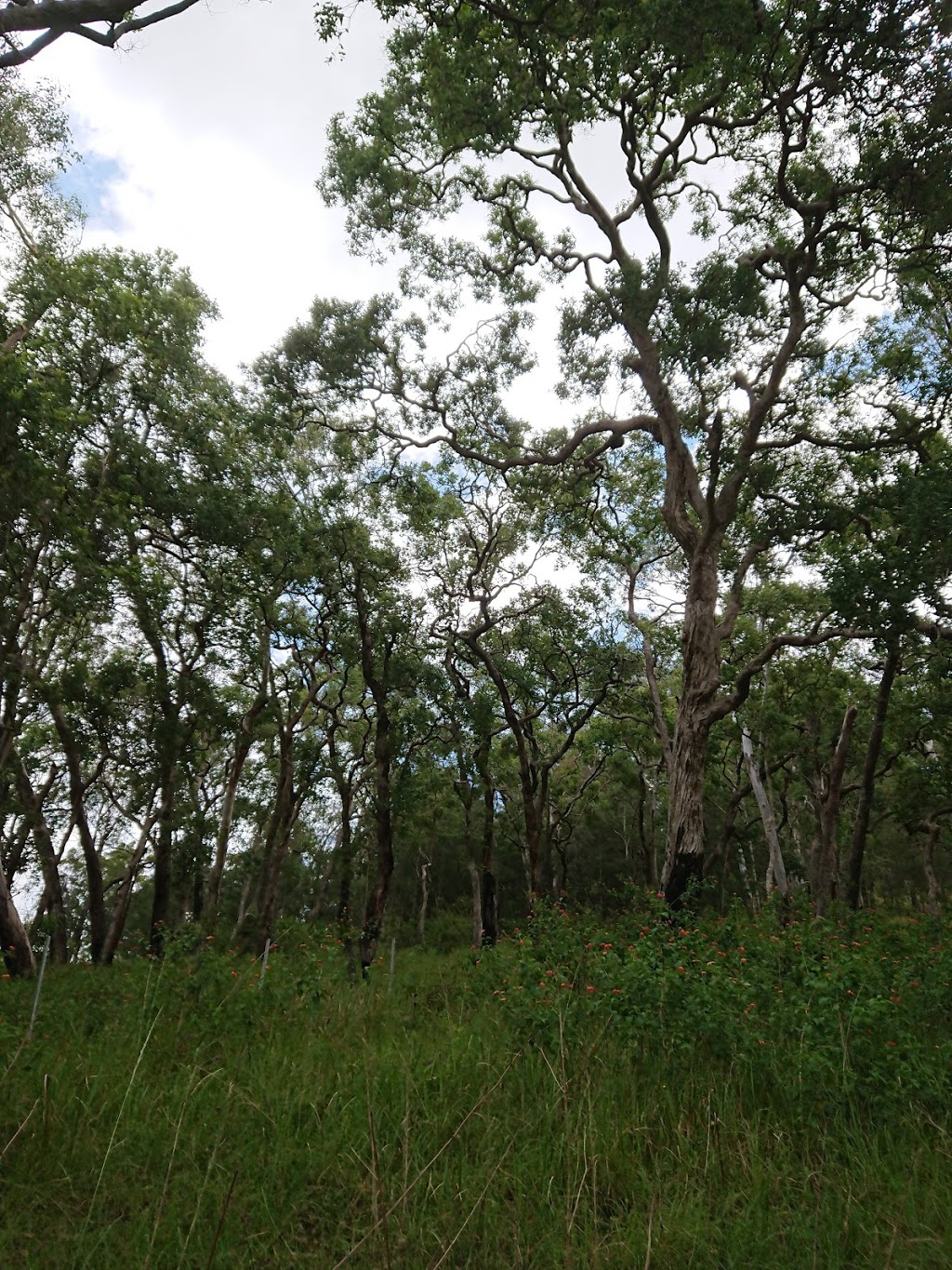 Chaelundi National Park | park | Chaelundi NSW 2460, Australia