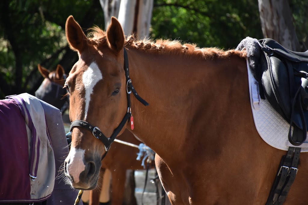 Valley Park Riding School | 86 Obriens Ln, Templestowe VIC 3106, Australia | Phone: 0475 000 088