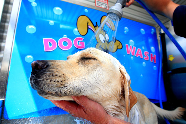 LuxeWash Redbank Plains Car and Dog Wash | car wash | Unit 2/5 Henty Dr, Redbank Plains QLD 4301, Australia | 0428755327 OR +61 428 755 327