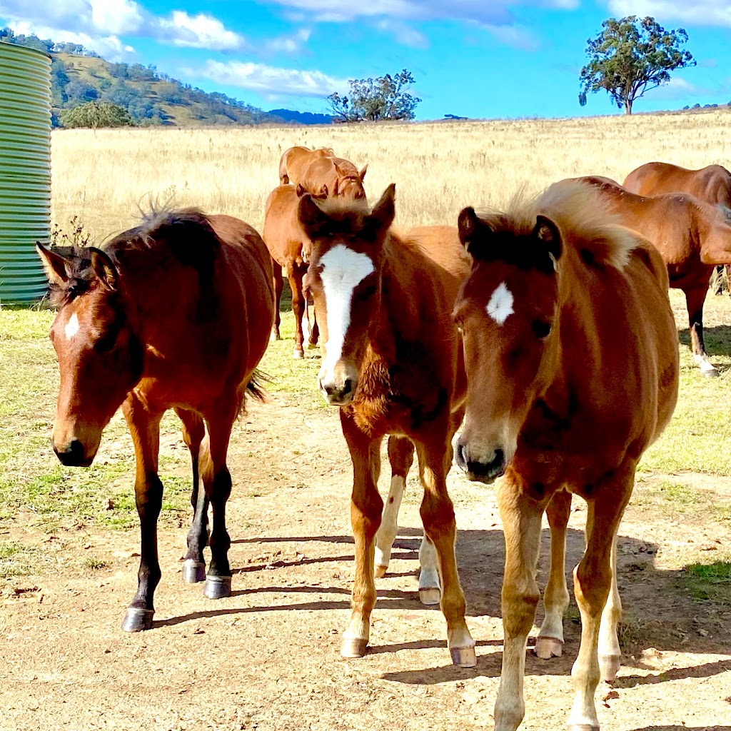 Barragunda Performance Horses | Binda 870, Stewarts Brook Rd, Woolooma NSW 2337, Australia | Phone: 0438 327 244